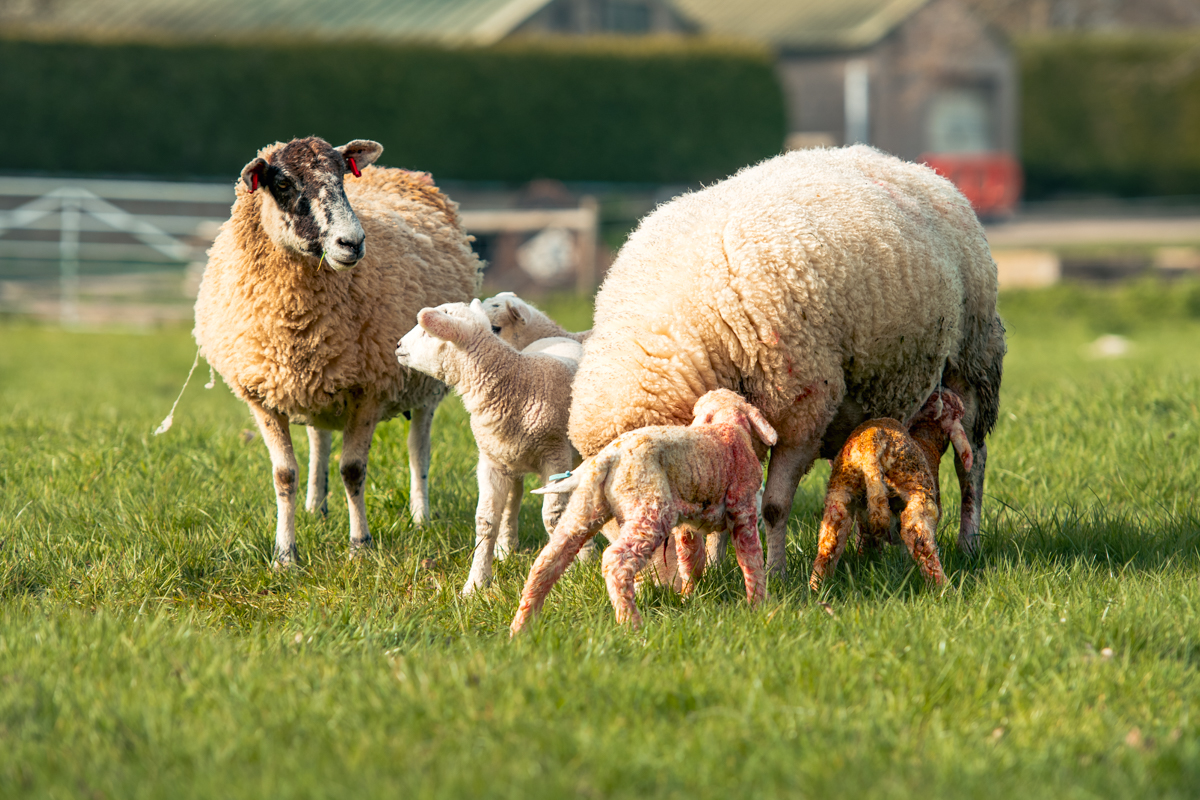 Ewes and lambs in grass field